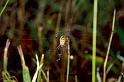 Argiope_bruennichi_P1132_Z_88_Les Gris_Frankrijk